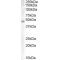 Actin-like 7B Antibody