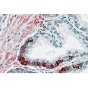 abx432279 (3.75 µg/ml) staining of paraffin embedded Human Placenta. Steamed antigen retrieval with citrate buffer pH 6, AP-staining.