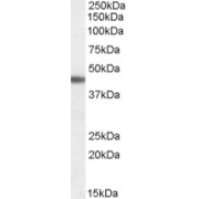 abx432290 (0.03 µg/ml) staining of Human Brain (Cerebral Cortex) lysate (35 µg protein in RIPA buffer). Detected by chemiluminescence.