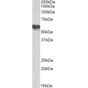 abx432293