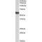 Fetuin A (AHSG) Antibody