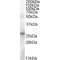 AID Antibody