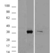 abx432301