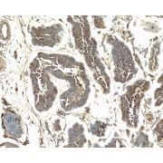 IHC-P analysis of Human testis tissue using AKT2 Antibody (4 µg/ml).
