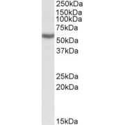 abx432310 (0.3 µg/ml) staining of K562 lysate (35 µg protein in RIPA buffer). Primary incubation was 1 hour. Detected by chemiluminescence.