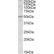 abx432311 (0.3 µg/ml) staining of Human Kidney lysate (35 µg protein in RIPA buffer). Primary incubation was 1 hour. Detected by chemiluminescence.