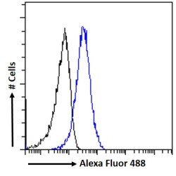 Anti-Mullerian Hormone Receptor Type 2 (AMHR2) Antibody