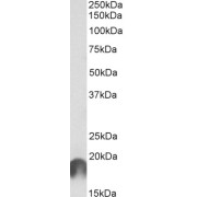abx432326 (1 µg/ml) staining of Cerebral Cortex lysate (35 µg protein in RIPA buffer). Primary incubation was 1 hour. Detected by chemiluminescence.