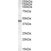 abx432336