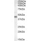 Apolipoprotein A4 (APOA4) Antibody