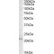 Apolipoprotein B mRNA Editing Enzyme Catalytic Subunit 3C (APOBEC3C) Antibody
