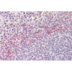 Apolipoprotein B mRNA Editing Enzyme Catalytic Subunit 3D (APOBEC3D) Antibody
