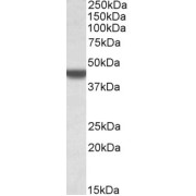 abx432341 (0.3 µg/ml) staining of A549 lysate (35 µg protein in RIPA buffer). Detected by chemiluminescence.
