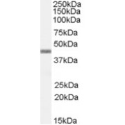 abx432342 (0.5 µg/ml) staining of Daudi lysate (35 µg protein in RIPA buffer). Detected by chemiluminescence.