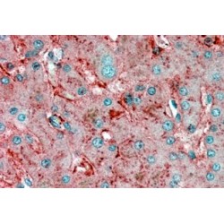 Apolipoprotein E (APOE) Antibody