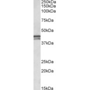 abx432350
