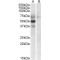 Apolipoprotein L4 (APOL4) Antibody