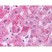 abx432359 (5 µg/ml staining of paraffin embedded Human Liver. Steamed antigen retrieval with citrate buffer pH 6, AP-staining.