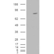 HEK293 overexpressing ARHGEF4 and probed with abx432364 (mock transfection in first lane).