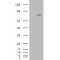 Rho Guanine Nucleotide Exchange Factor 4 (ARHGEF4) Antibody