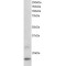 ADP-Ribosylation Factor-Like Protein 2 (ARL2) Antibody