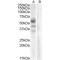 Arylsulfatase D (ARSD) Antibody