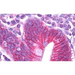 ATPase, Na+/K+ Transporting Beta 1 Polypeptide (ATP1B1) Antibody