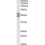 abx432394