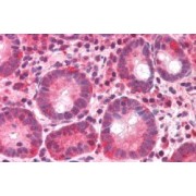 abx432396 (5 µg/ml staining of paraffin embedded Human Small Intestine. Steamed antigen retrieval with citrate buffer pH 6, AP-staining.