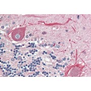 abx432400 (5 µg/ml staining of paraffin embedded Human Cerebellum. Steamed antigen retrieval with citrate buffer pH 6, AP-staining.