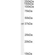 abx432405 (0.1 µg/ml) staining of Human Cerebellum lysate (35 µg protein in RIPA buffer). Primary incubation was 1 hour. Detected by chemiluminescence