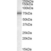 abx432409 (0.3 µg/ml) staining of K562 lysate (35 µg protein in RIPA buffer). Primary incubation was 1 hour. Detected by chemiluminescence.