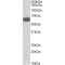 Biotinidase (BTD) Antibody