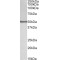 Tyrosine-Protein Kinase BLK (BLK) Antibody