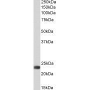 abx432415 (0.1 µg/ml) staining of Human Liver lysate (35 µg protein in RIPA buffer). Primary incubation was 1 hour. Detected by chemiluminescence.