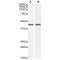 Bone Morphogenetic Protein 4 (BMP4) Antibody