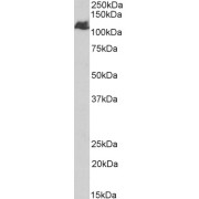 abx432421 (1 µg/ml) staining of Human Liver lysate (35 µg protein in RIPA buffer). Primary incubation was 1 hour. Detected by chemiluminescence.