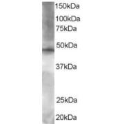abx432424 staining (1.5 µg/ml) of Hela lysate (RIPA buffer, 35 µg total protein per lane). Primary incubated for 1 hour. Detected by chemiluminescence.