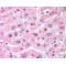 C14orf68 Antibody