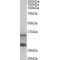 C16orf57 Antibody