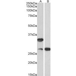 C16orf57 Antibody