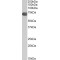 Complement Component 9 (C9) Antibody