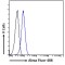 Macrophage-Capping Protein (CAPG) Antibody