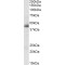 carbonic Anhydrase XII (CA12) Antibody