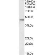 Western blot analysis of Human Kidney lysate (35 µg protein in RIPA buffer) using biotin-conjugated Carbonic anhydrase XII Antibody  (0.1 µg/ml, 1 hour). Detected by chemiluminescence, using streptavidin-HRP and using NAP blocker as a substitute for skimmed milk.