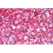 abx432448