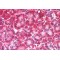 Caspase Recruitment Domain Family Member 6 (CARD6) Antibody