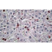 abx432461 (6 µg/ml staining of paraffin embedded Human Liver. Steamed antigen retrieval with citrate buffer pH 6, AP-staining.