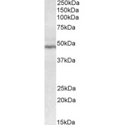 abx432468