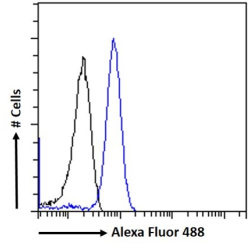 Macrosialin (CD68) Antibody